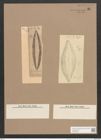Navicula halionata Pant. (de-Toni-Nr.: Genus 1, Species 30) Zeichnungen Sammlung Grunow Nr. 81 (NHMW-BOT-W0366283)